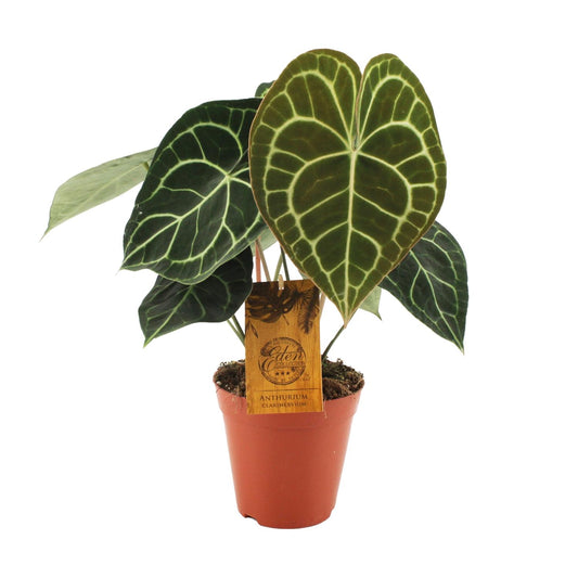 Anthurium Clarinervium - Ø15cm - ↕25cm - Pflanzfix24