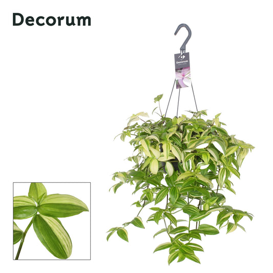 Tradescantia Yellow Hill Ø17cm – Hängepflanze | Pflanzfix24.de - Pflanzfix24.de