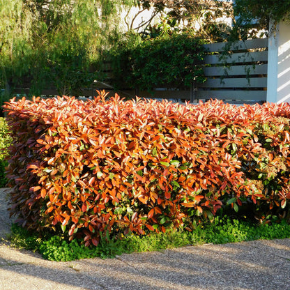 Photinia Red Robin – 6er-Set für 1 m Hecke – Immergrün, rotgrün, 50 cm – Pflanzfix24.de - Pflanzfix24.de