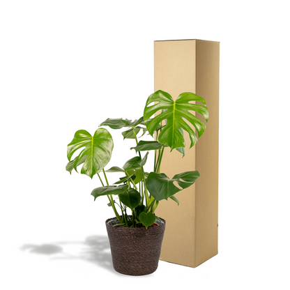 Monstera Deliciosa + Korb Igmar - Zimmerpflanze - Pflanzfix24