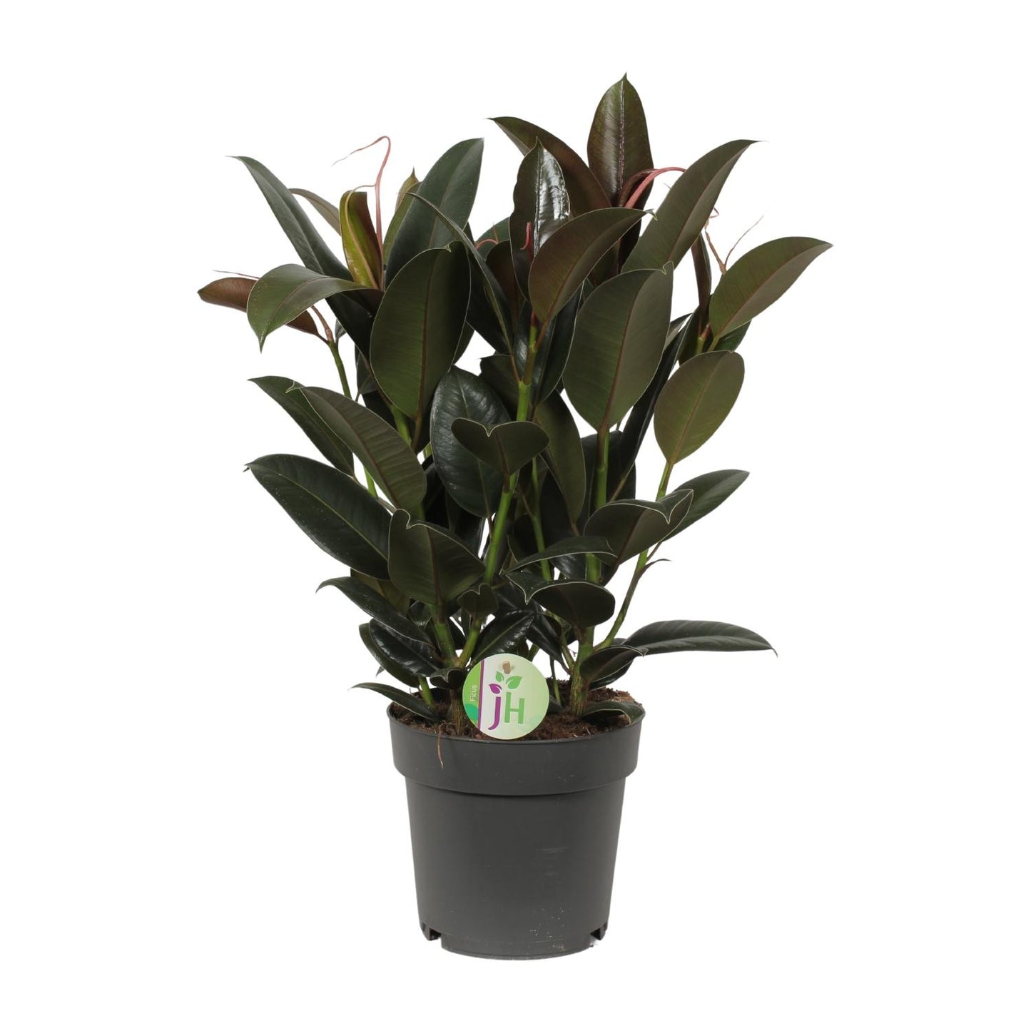 Ficus Melany - Ø19cm - ↕65cm by Pflanzfix24