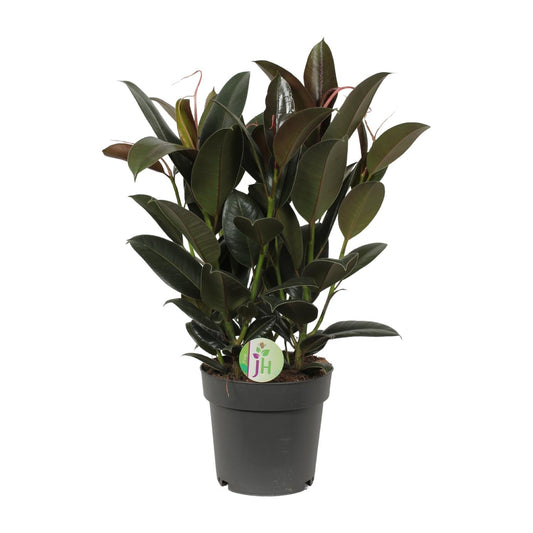 Ficus Melany - Ø19cm - ↕65cm by Pflanzfix24