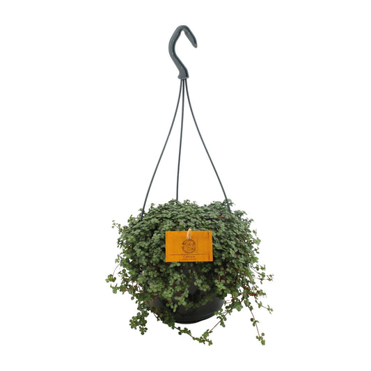 Pilea Glauca 15cm HP - Ø15cm - ↕25cm bei Pflanzfix24