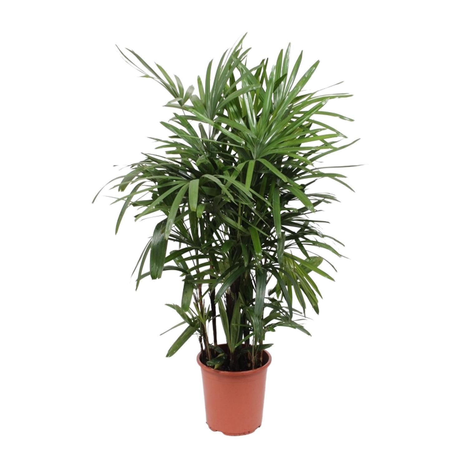 Rhapis Excelsa Steckenpalme Ø27cm – Pflanzfix24.de - Pflanzfix24.de