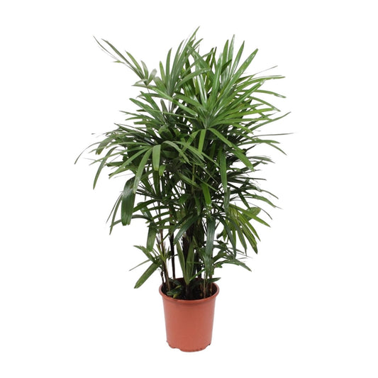 Rhapis Excelsa Steckenpalme Ø27cm – Pflanzfix24.de - Pflanzfix24.de