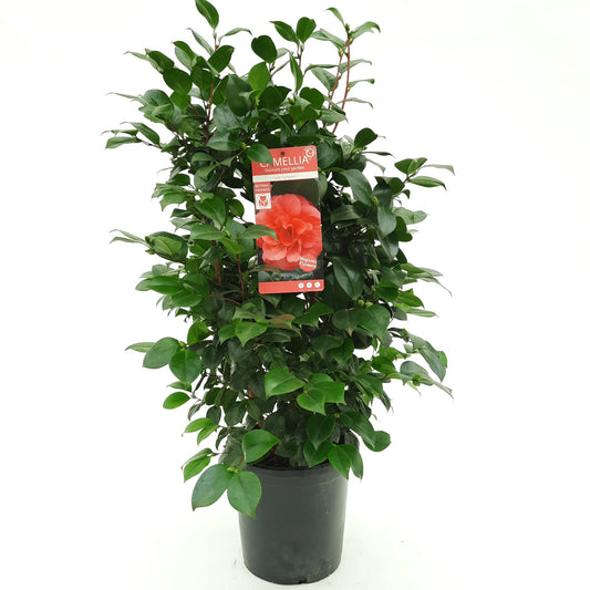 Camellia jap. 'Lady Campbell' - Ø26cm - ↕55cm - Ø29 - ↨90cm - Pflanzfix24