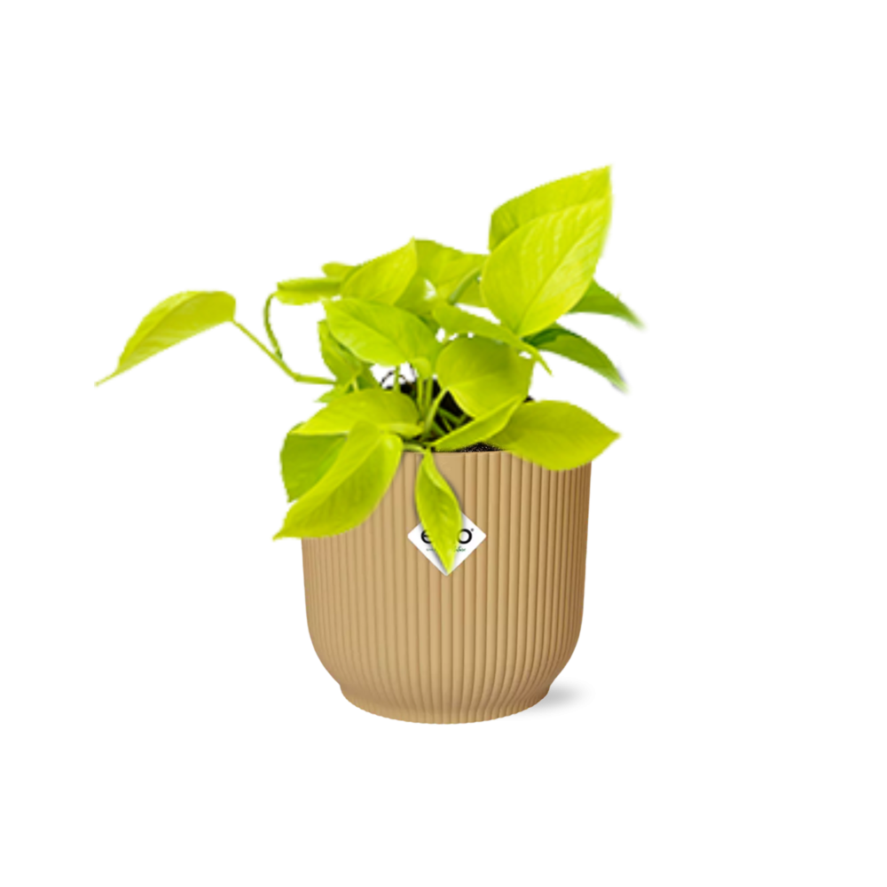 Epipremnum aureum 'Goldener Pothos' - pflanzfix24
