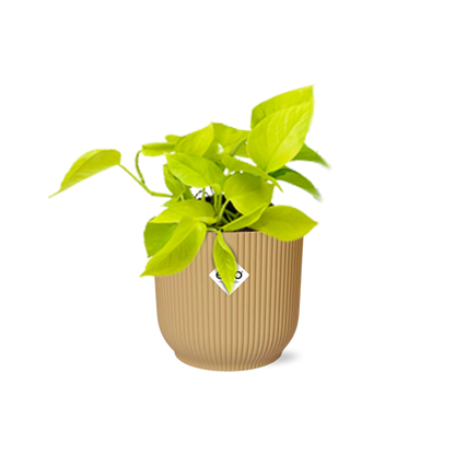 Epipremnum aureum 'Goldener Pothos' - pflanzfix24