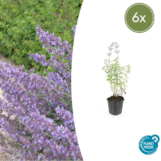 6x Nepeta 'Walker's Low' - ↕10-25cm - Ø9cm von Pflanzfix24.de - Pflanzfix24.de
