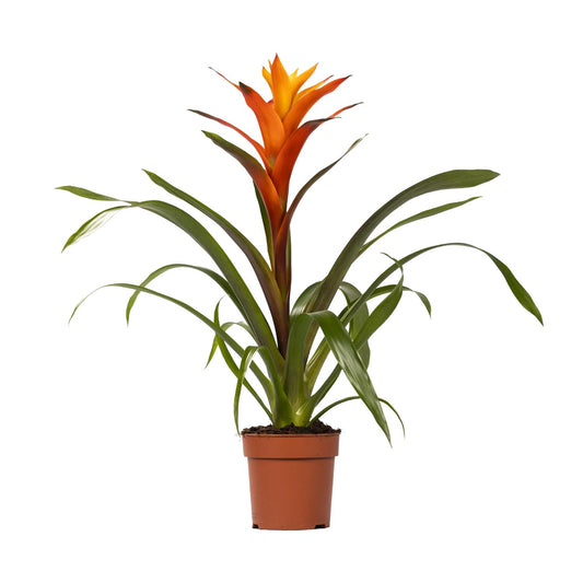 Guzmania Variada - Ø12 ↕50 von Pflanzfix24.de - Pflanzfix24.de