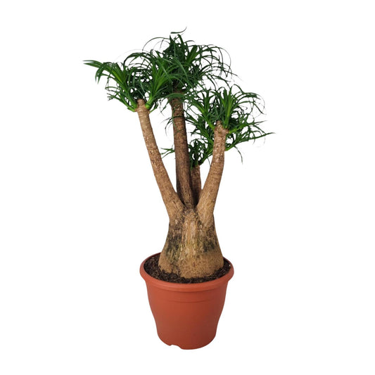 Beaucarnea Nolina - Ø29cm - ↕90cm bei Pflanzfix24