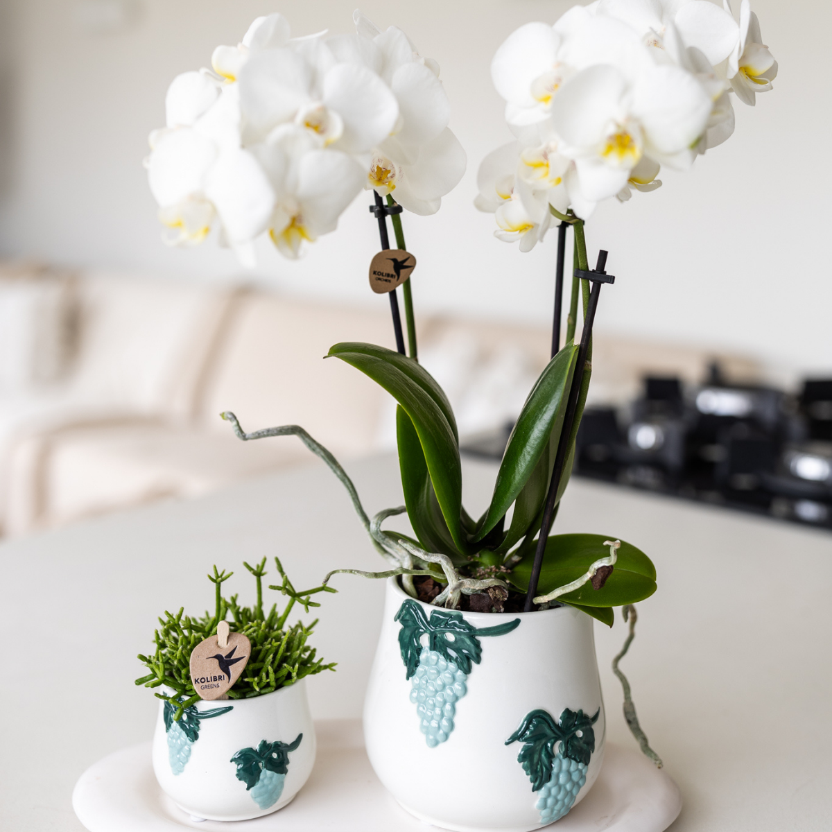 Kolibri Orchideen | Phalaenopsis Amabilis „Spider“ Weiß Ø9cm – Blühende Zimmerpflanze | Pflanzfix24.de - Pflanzfix24.de