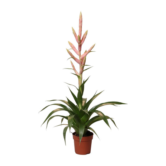 Luftpflanze Tillandsia Dolce - Ø12cm - ↕60cm - Pflanzfix24
