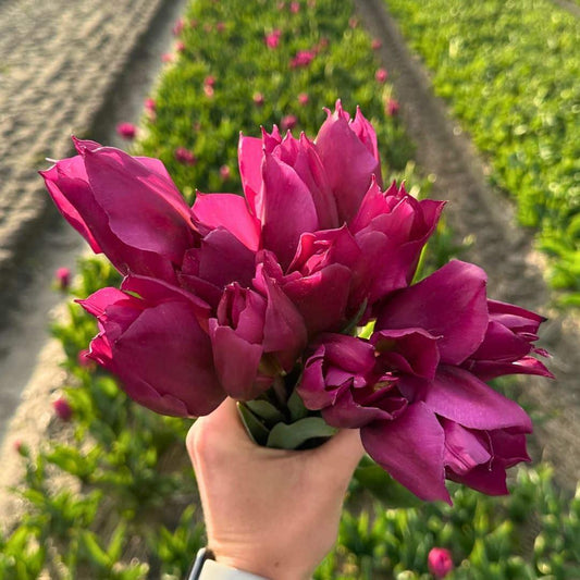 Tulpe 'Gomera' - 15 Blumenzwiebeln - Flowerbulbs Amsterdam - Pflanzfix24