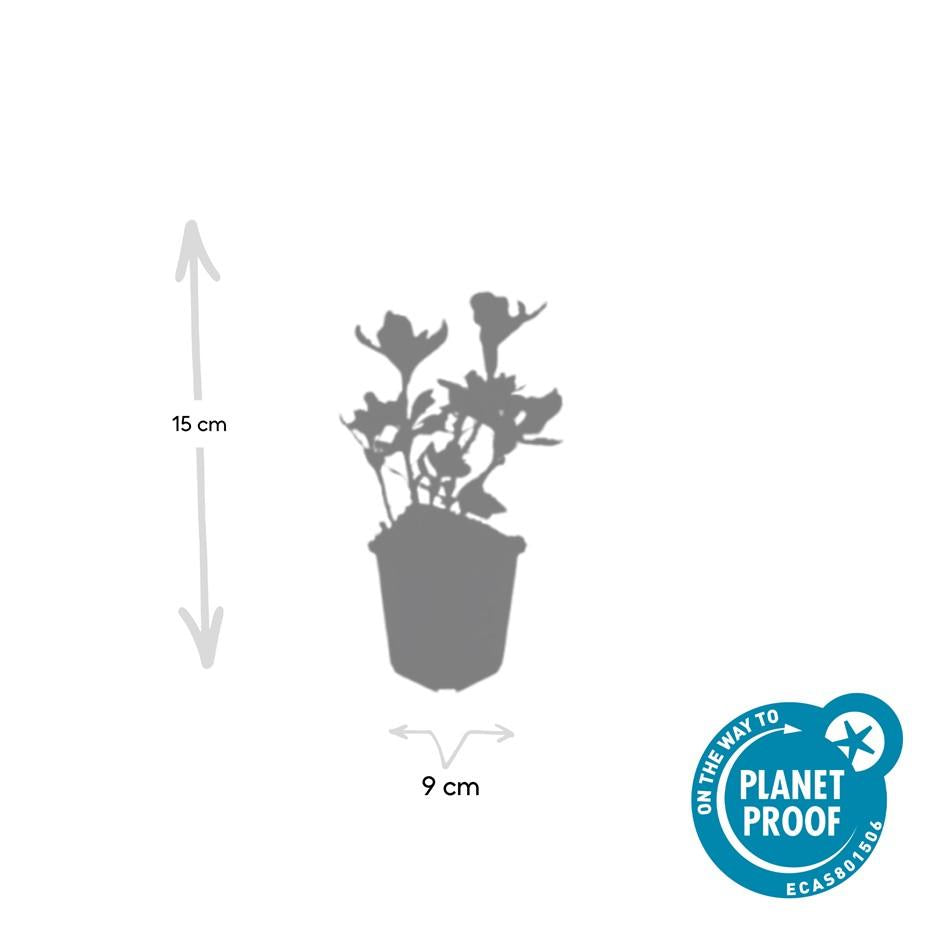 24x Pachysandra terminalis 'Variegata' - ↕10-25cm - Ø9cm - Pflanzfix24