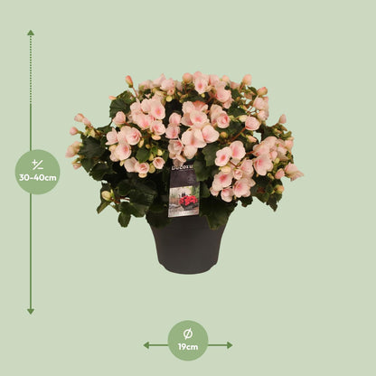 Begonia Betulia''light'' Licht Rose Decorum - Pflanzfix24