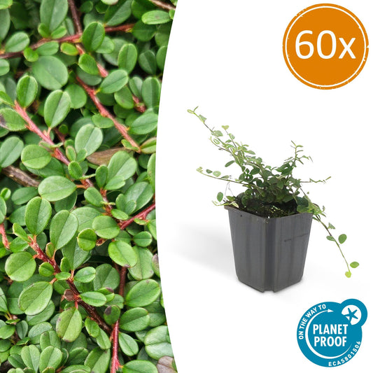 60x Cotoneaster pr. 'Streib's Findling' - ↕10-25cm - Ø9cm - Pflanzfix24.de - Pflanzfix24.de
