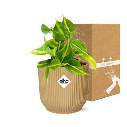 Philodendron Scandens Brasil Ø14cm gelb – Zimmerpflanze | Pflanzfix24.de