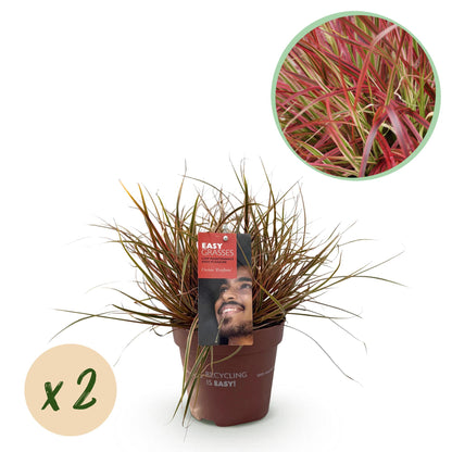 GreenboutiQ - Ziergräser - Uncinia rubra Everflame - Rot - 2 Pflanzen - Immergrün - Wenig Pflege - Topf 17cm Höhe 50cm - Pflanzfix24.de