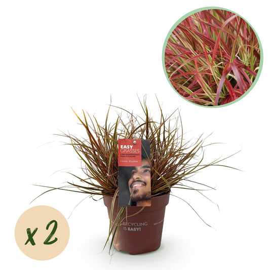 GreenboutiQ - Ziergräser - Uncinia rubra Everflame - Rot - 2 Pflanzen - Immergrün - Wenig Pflege - Topf 17cm Höhe 50cm - Pflanzfix24.de