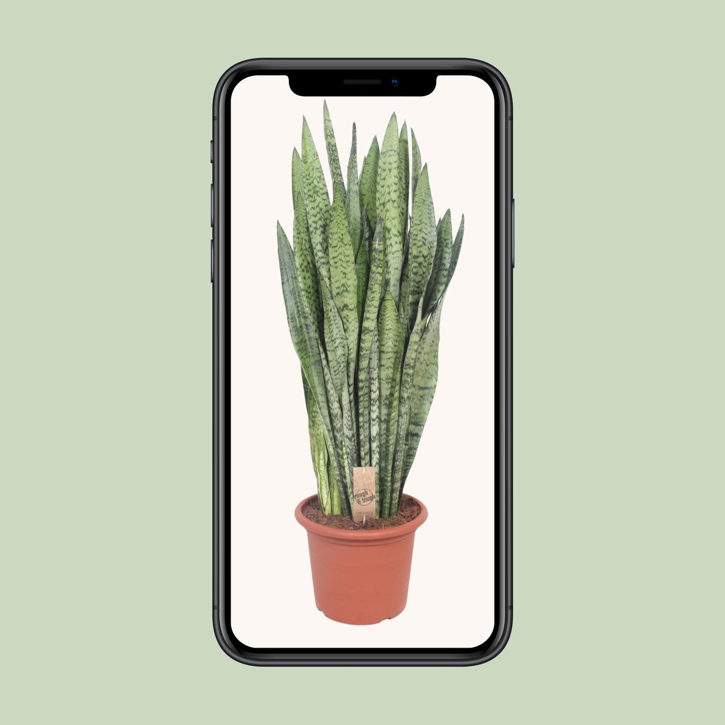 Sansevieria Zeylanica - Ø30cm - ↕110cm - Pflanzfix24