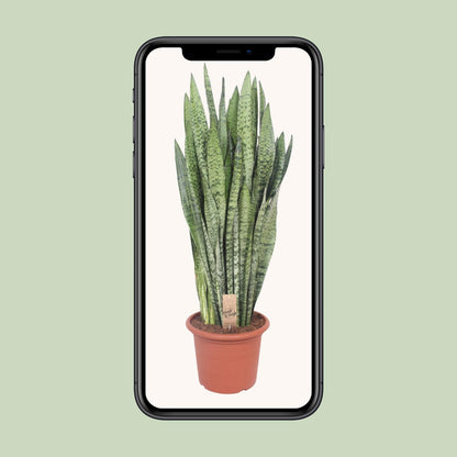 Sansevieria Zeylanica - Ø30cm - ↕110cm - Pflanzfix24