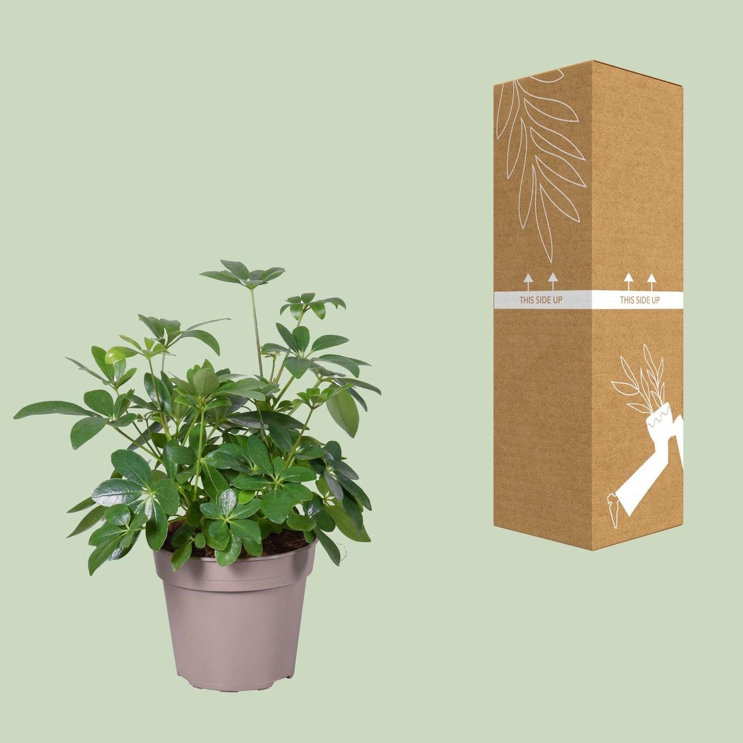 Schefflera Arboricola - Ø15cm - ↕45cm - Pflanzfix24