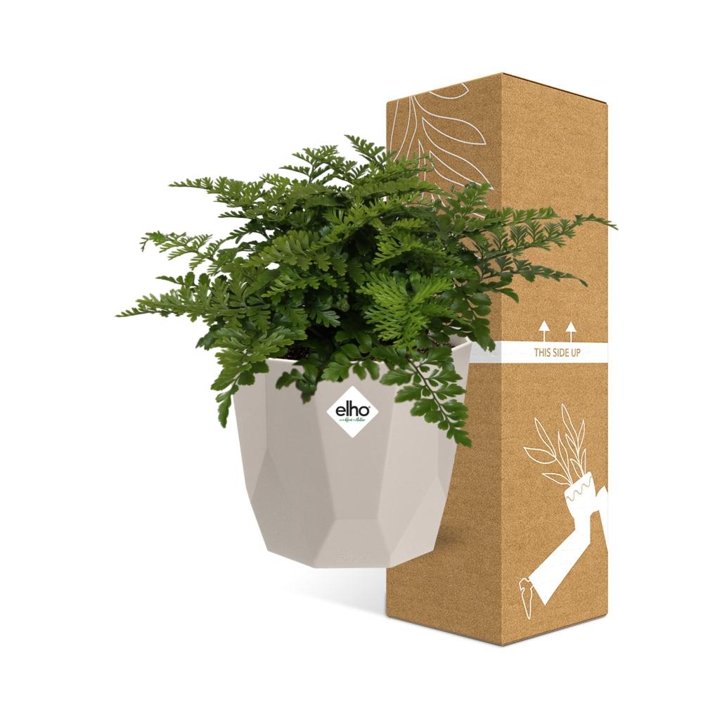 Asplenium Parvati in ELHO b.for rock 14 cm warm grey - Pflanzfix24