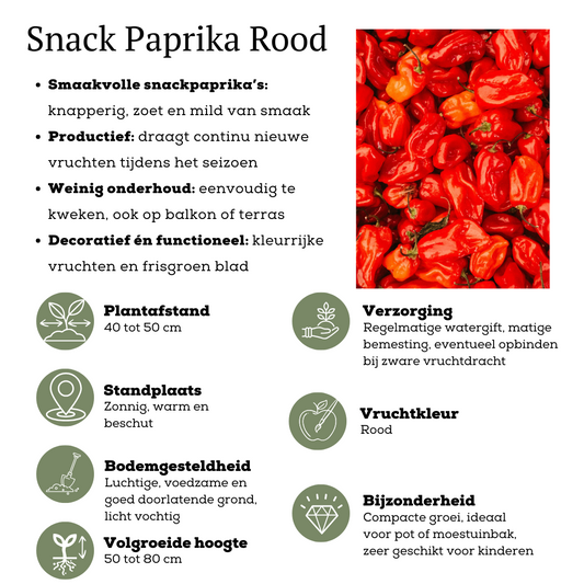 Rote Snack-Paprika Pflanze - Ø 14 cm - ↨ 45 cm - Pflanzfix24.de - Pflanzfix24.de