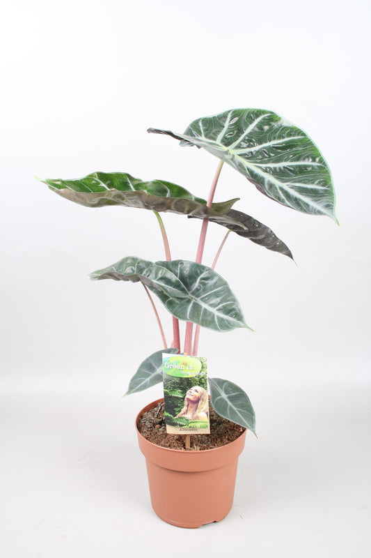 Alocasia Pink Dragon - Ø17cm - ↕60cm - Pflanzfix24