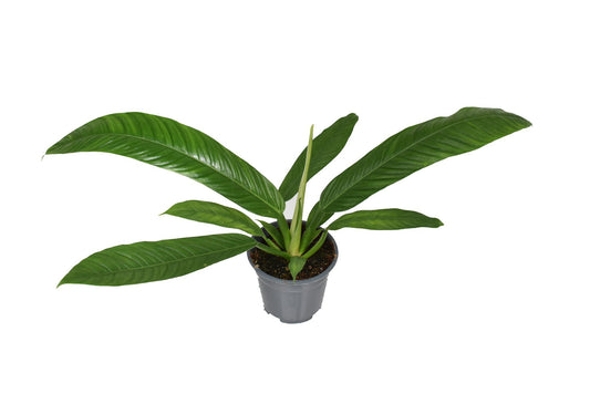 Philodendron Campiii P14 - Ø14cm - ↕40cm - Pflanzfix24