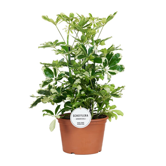 Schefflera Charlotte - Ø21cm - ↕55cm - Pflanzfix24