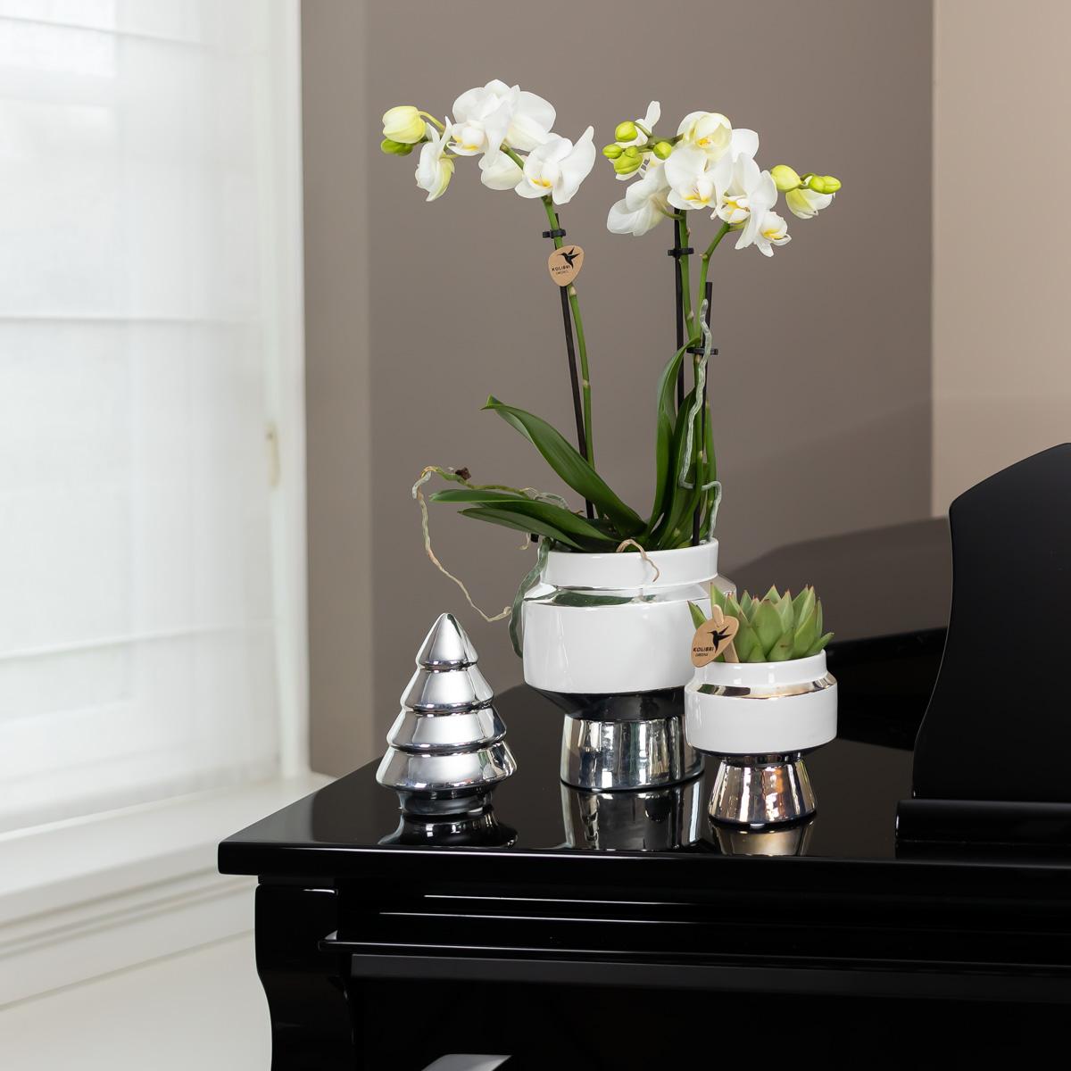Orchidee Amabilis stilvoll Ø9cm Silbertopf 40cm – Pflanzfix24.de - Pflanzfix24.de
