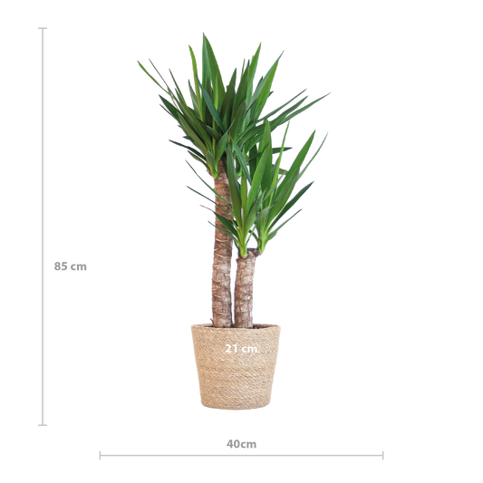 Yucca Elephantipes 90cm im Sofia-Korb natur | Pflanzfix24