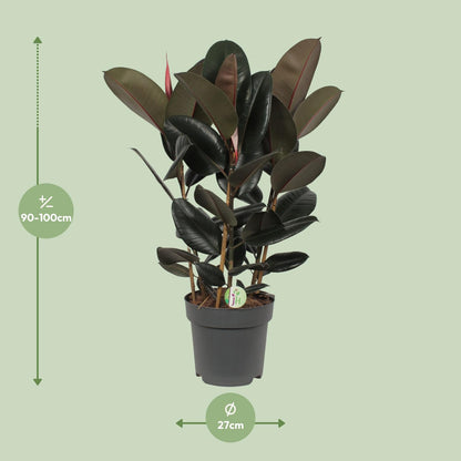 Ficus Abidjan - Ø27cm - ↕90cm - Pflanzfix24.de - Pflanzfix24.de