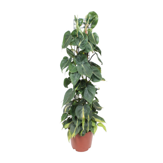 Philodendron Scandens Brasil 120cm Ø24cm | Pflanzfix24.de - Pflanzfix24.de