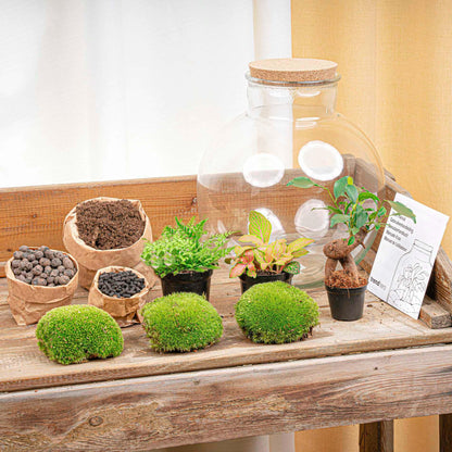 Terrarium Bolder Bob Bonsai + LED-Beleuchtung - Pflanzfix24