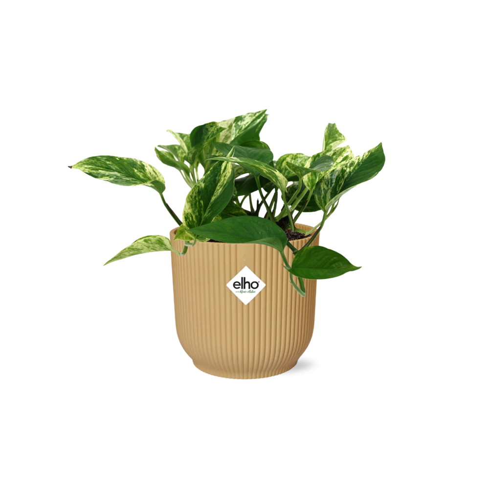 Scindapsus Marble Queen 14cm ELHO Vibes Fold Gelb – Pflanzfix24
