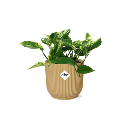 Scindapsus Marble Queen 14cm ELHO Vibes Fold Gelb – Pflanzfix24