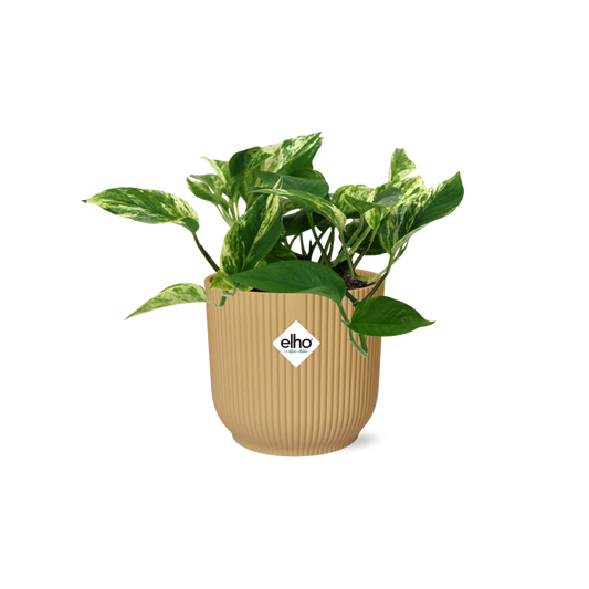 Scindapsus Marble Queen 14cm ELHO Vibes Fold Gelb – Pflanzfix24