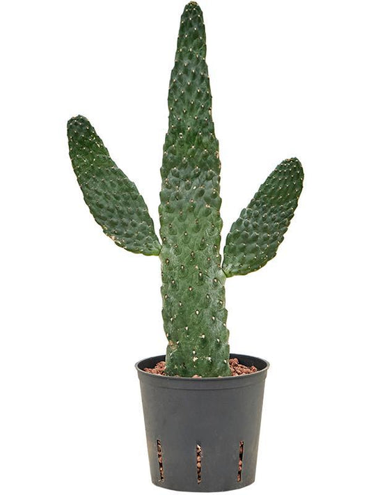 Opuntia Consolea (HYDRO) - Ø13cm - ↕55cm - Pflanzfix24