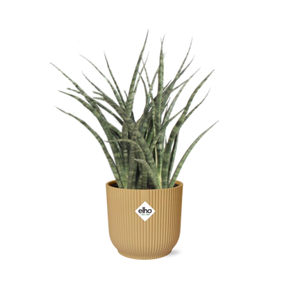 Sansevieria Fernwood Punk in ELHO Vibes Fold 14cm geel - Pflanzfix24