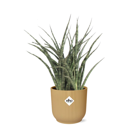 Sansevieria Fernwood Punk in ELHO Vibes Fold 14cm geel - Pflanzfix24
