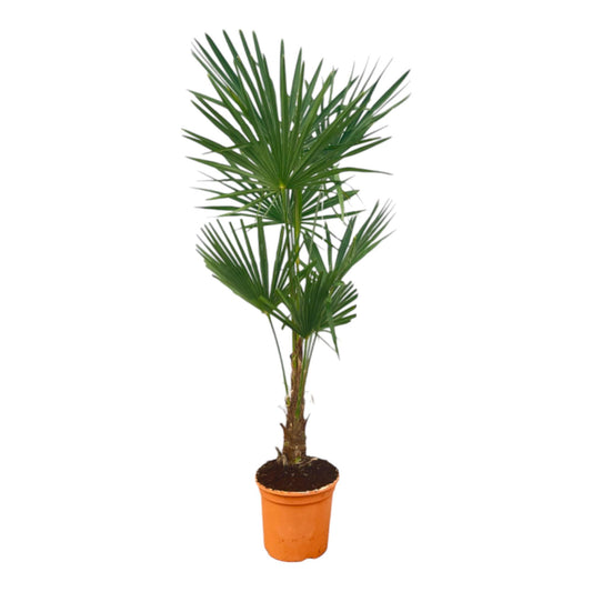 Trachycarpus Fortuneii Palme 120-140cm – Exotisch & Robust | Pflanzfix24.de - Pflanzfix24.de