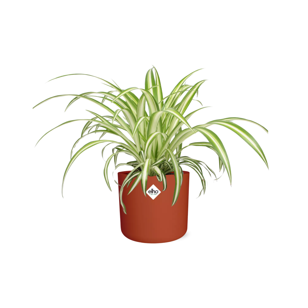 Chlorophytum Comosum Variegatum Spiderpflanze in ELHO b.for soft round 14cm Brick - Pflanzfix24