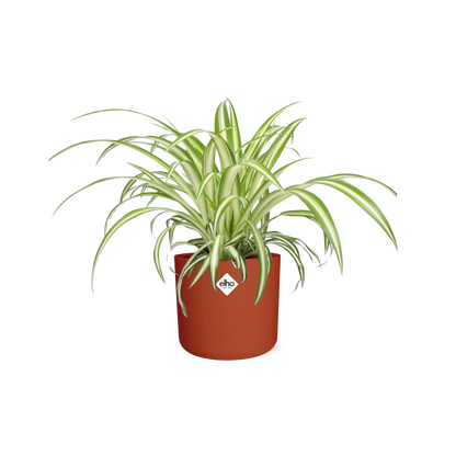 Chlorophytum Comosum Variegatum Spiderpflanze in ELHO b.for soft round 14cm Brick - Pflanzfix24