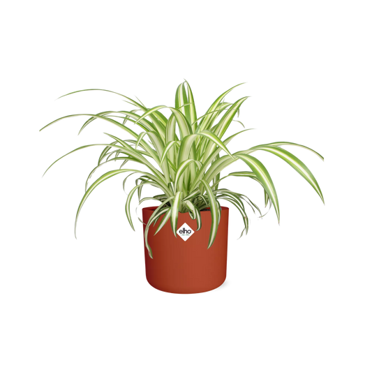 Chlorophytum Comosum Variegatum Spiderpflanze in ELHO b.for soft round 14cm Brick - Pflanzfix24