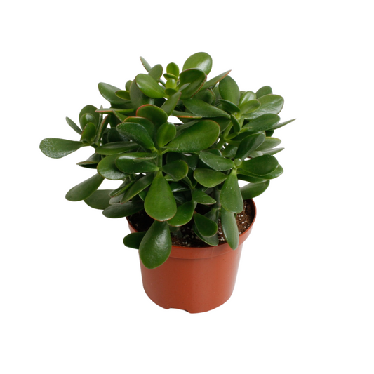 Crassula Argentea Ovata - Pflanzfix24