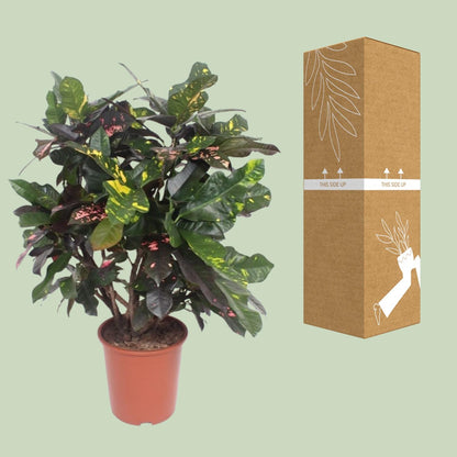 Codiaeum Magnificent (Croton Magnificent) - Ø27cm - ↕110cm - Pflanzfix24