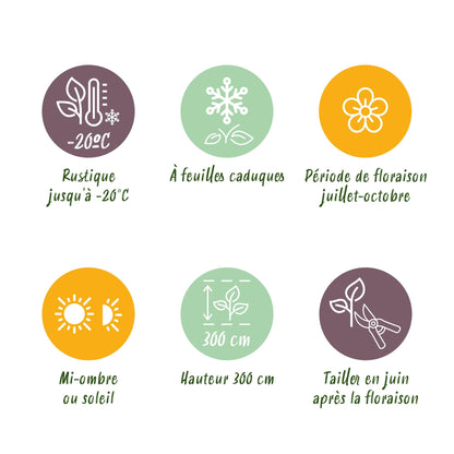 GreenboutiQ - Clematis vit. Polish Spirit - 2 Pflanzen - Pflanzfix24.de - Pflanzfix24.de